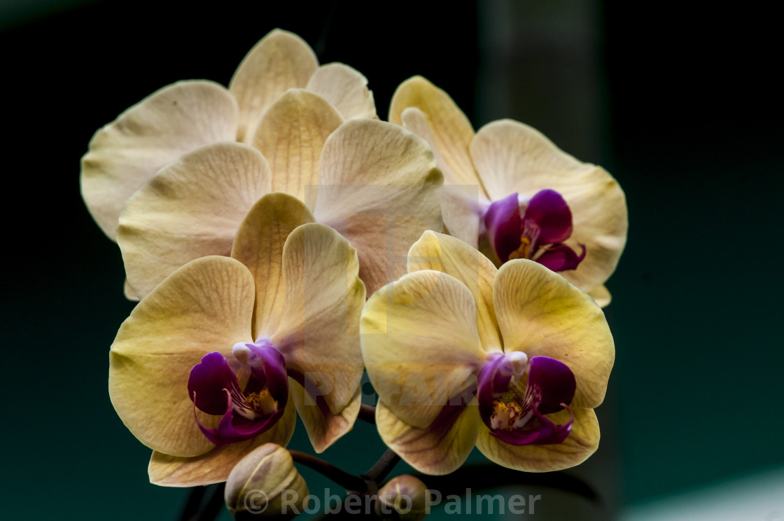 Orquídeas amarelas - License, download or print for £39.68 | Photos |  Picfair