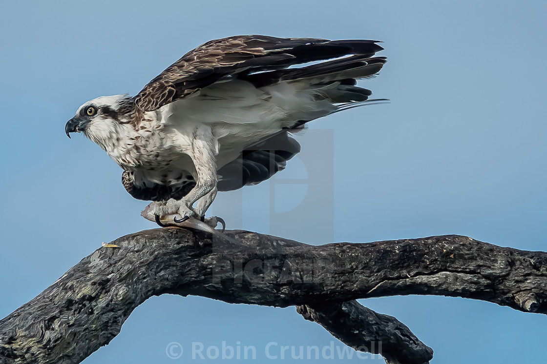 "Australian Osprey" stock image