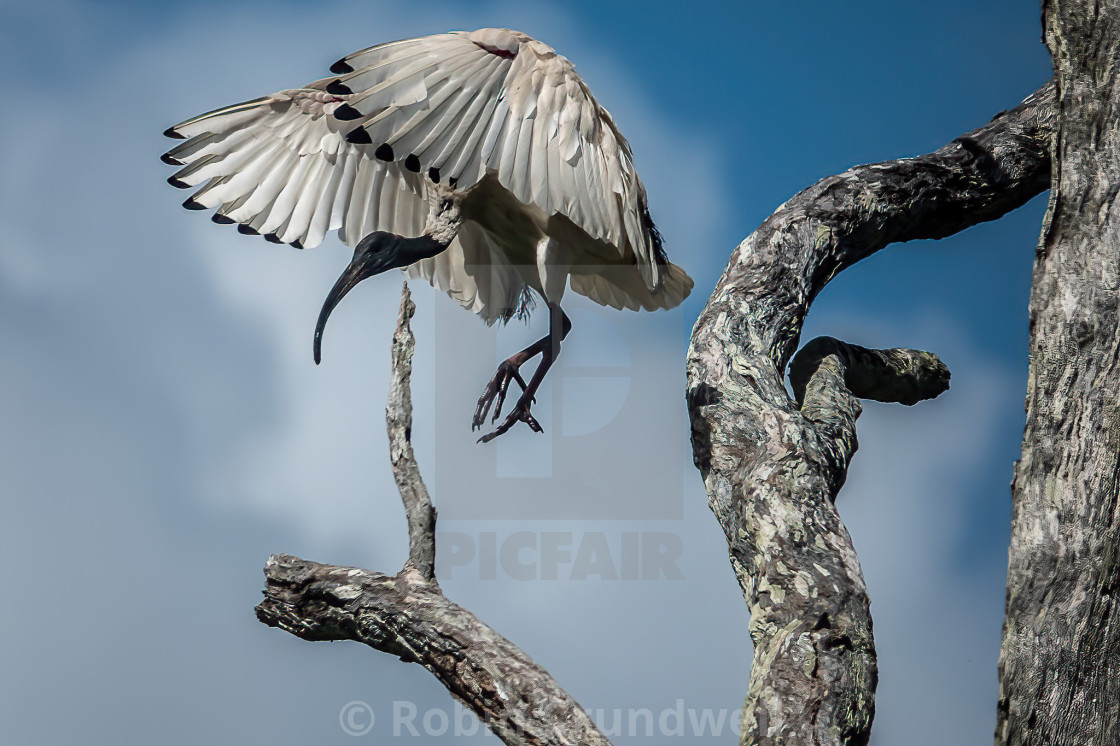 "Australian White Ibis." stock image