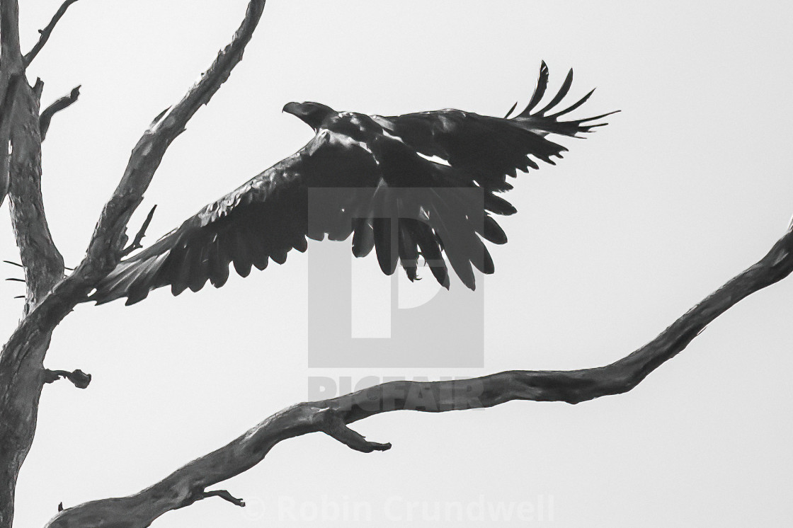 "Wedge tail-eagle" stock image