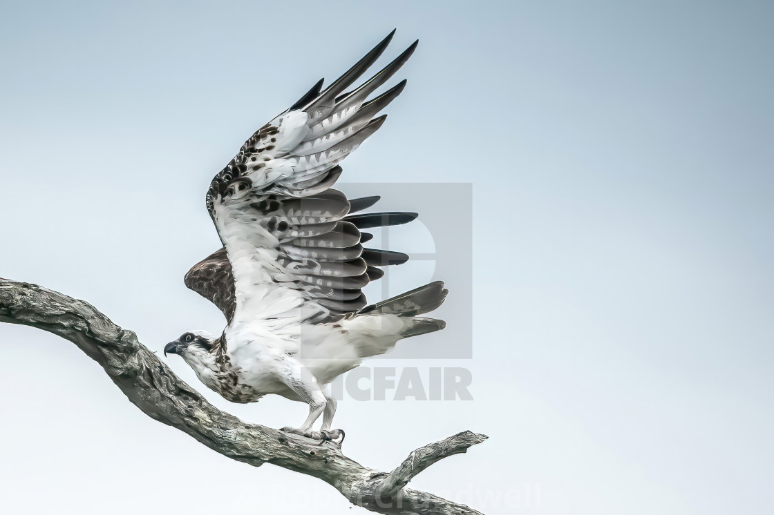 "Taking off late overcast afternoon." stock image