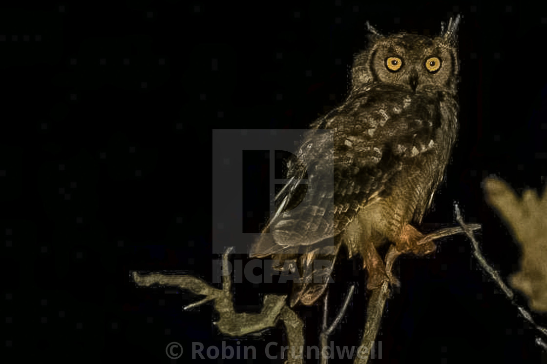 "Spotted Eagle Owl." stock image