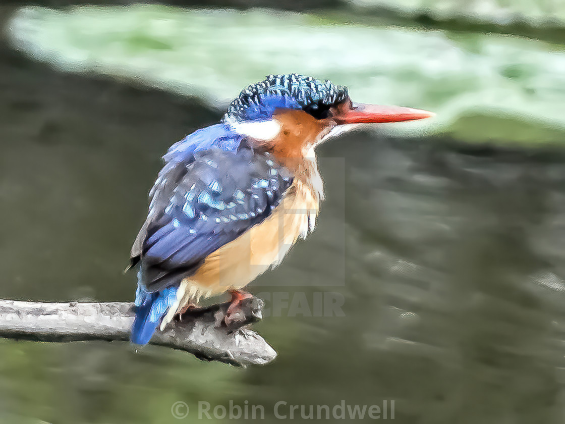 "Malachite Kingfisher." stock image