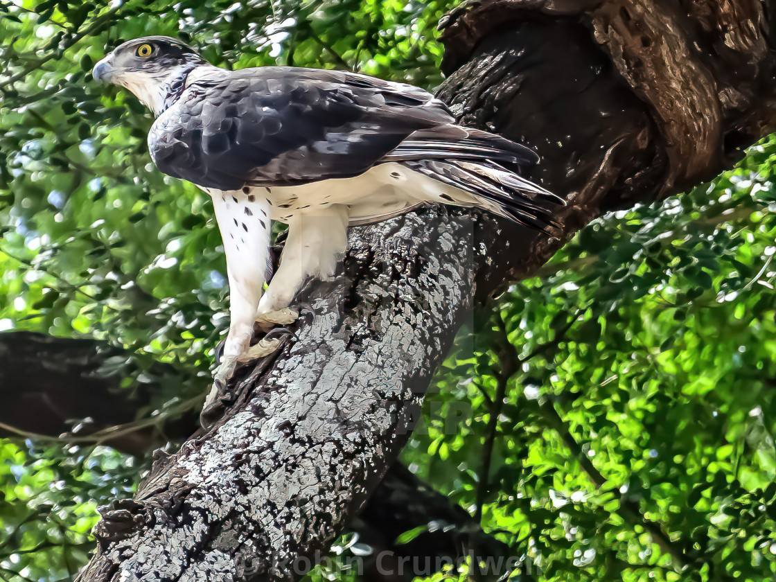 "African Hawk Eagle" stock image