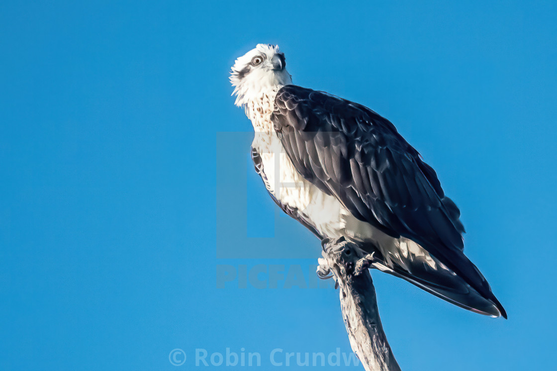 "Eastern Osprey." stock image