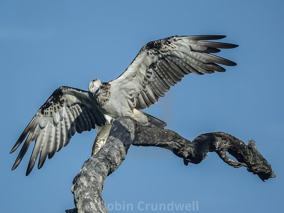 "Eastern Osprey with large catch ." stock image