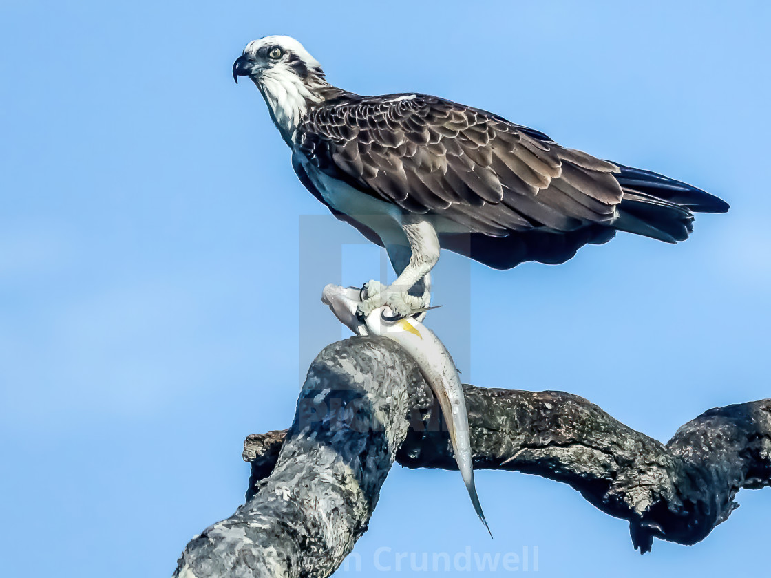 "Osprey with whiting" stock image
