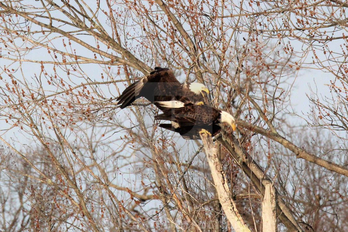 "Bald Eagles Mating" stock image