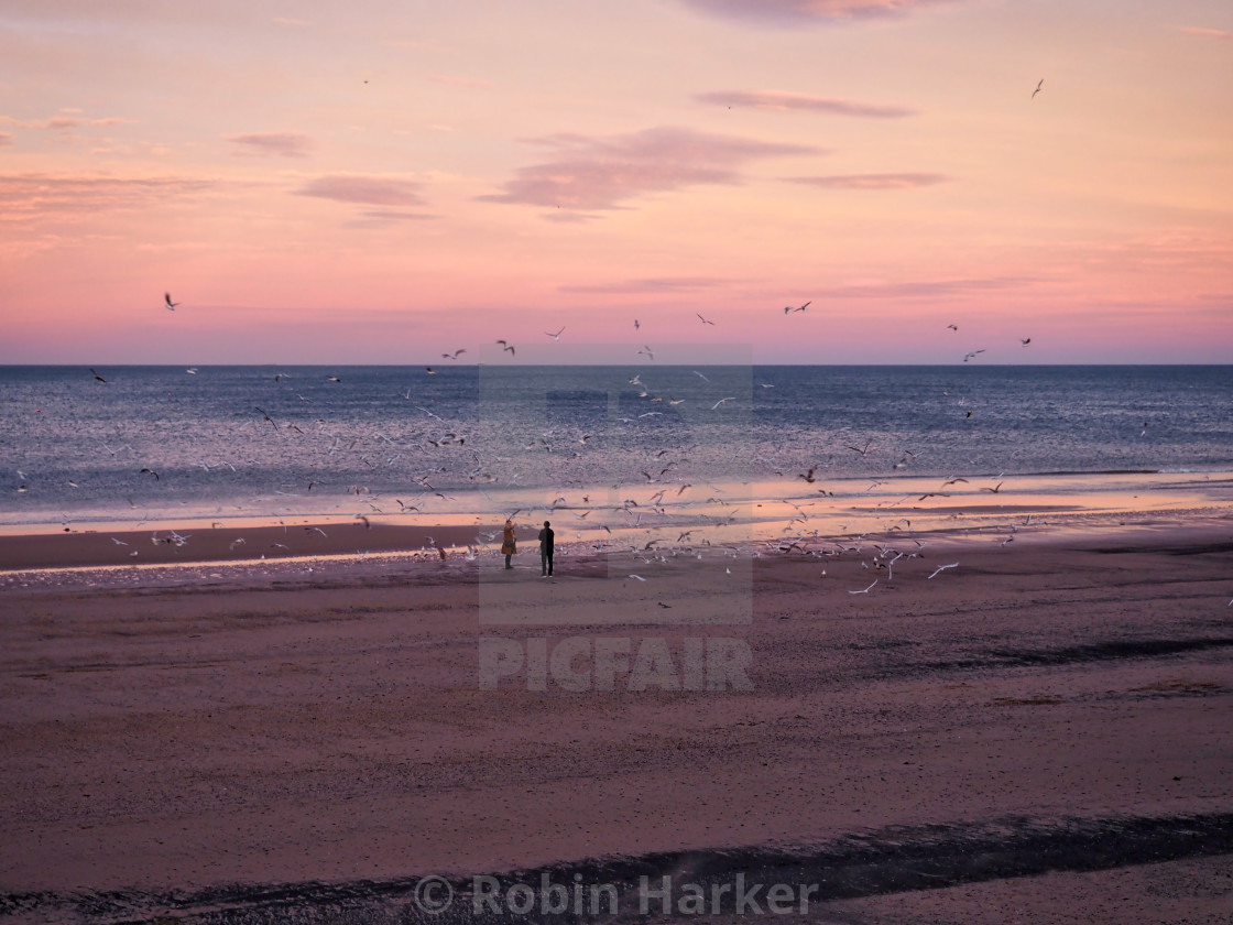 "Feeding Frenzy On Redcar Beach" stock image