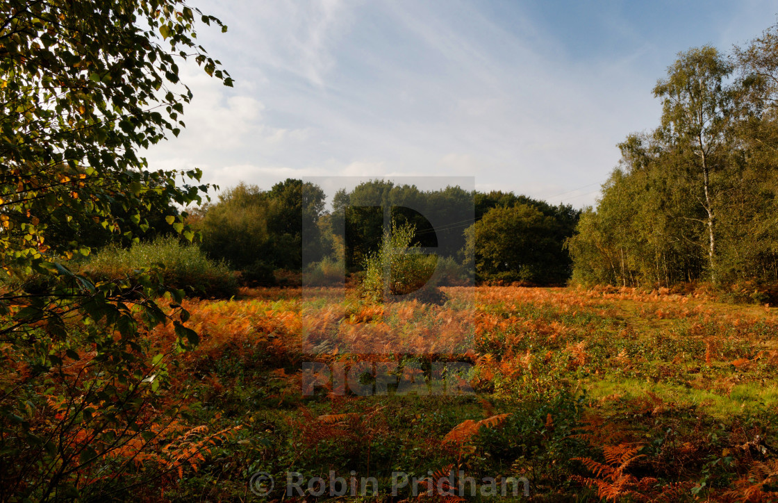 "Autumn Landscape" stock image