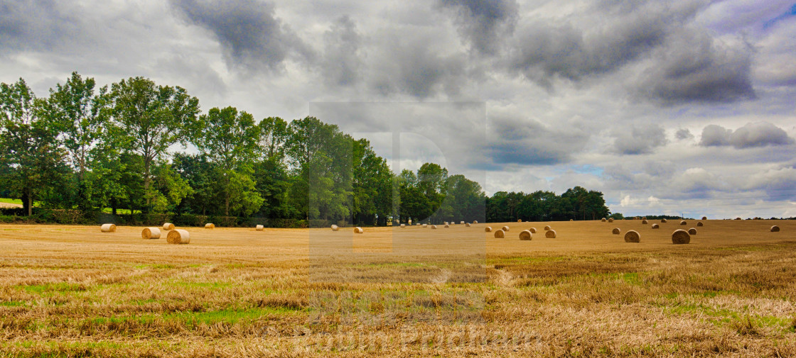 "Early Harvest" stock image