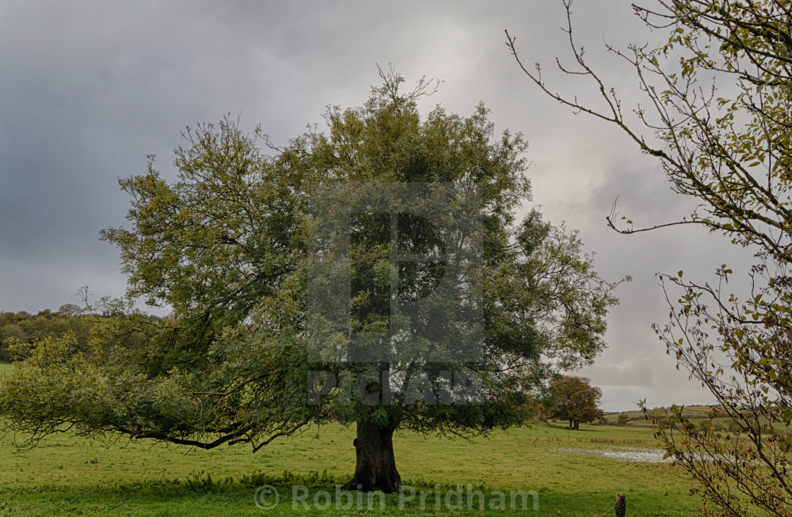 "Solitary Tree" stock image