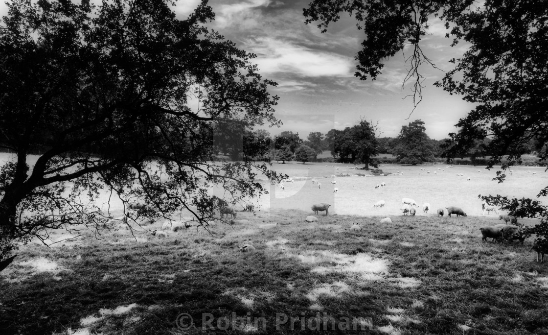 "Timeless Meadow" stock image