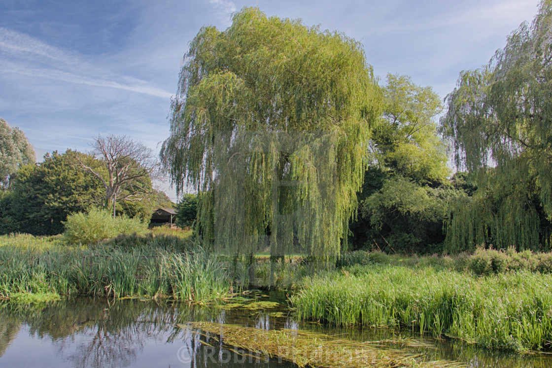 "Weeping Willow" stock image