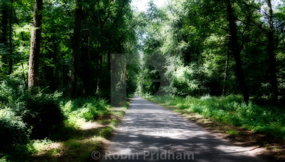 "Avenue of Trees" stock image