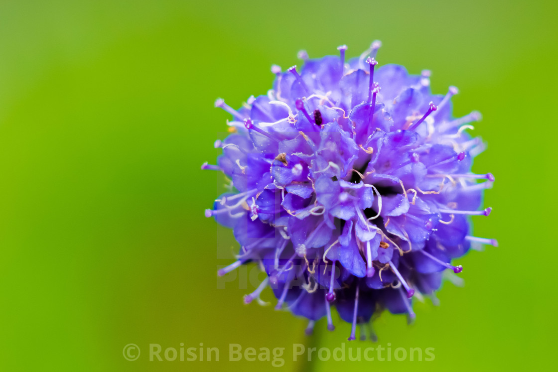 "Purple and Green" stock image