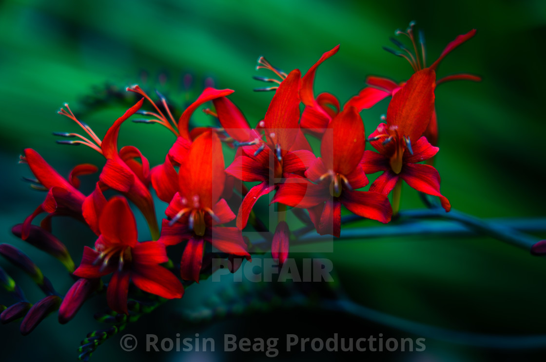 "Red Flowers" stock image