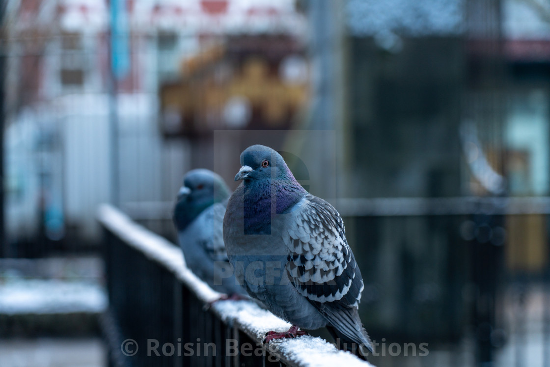 "Goodfeather" stock image