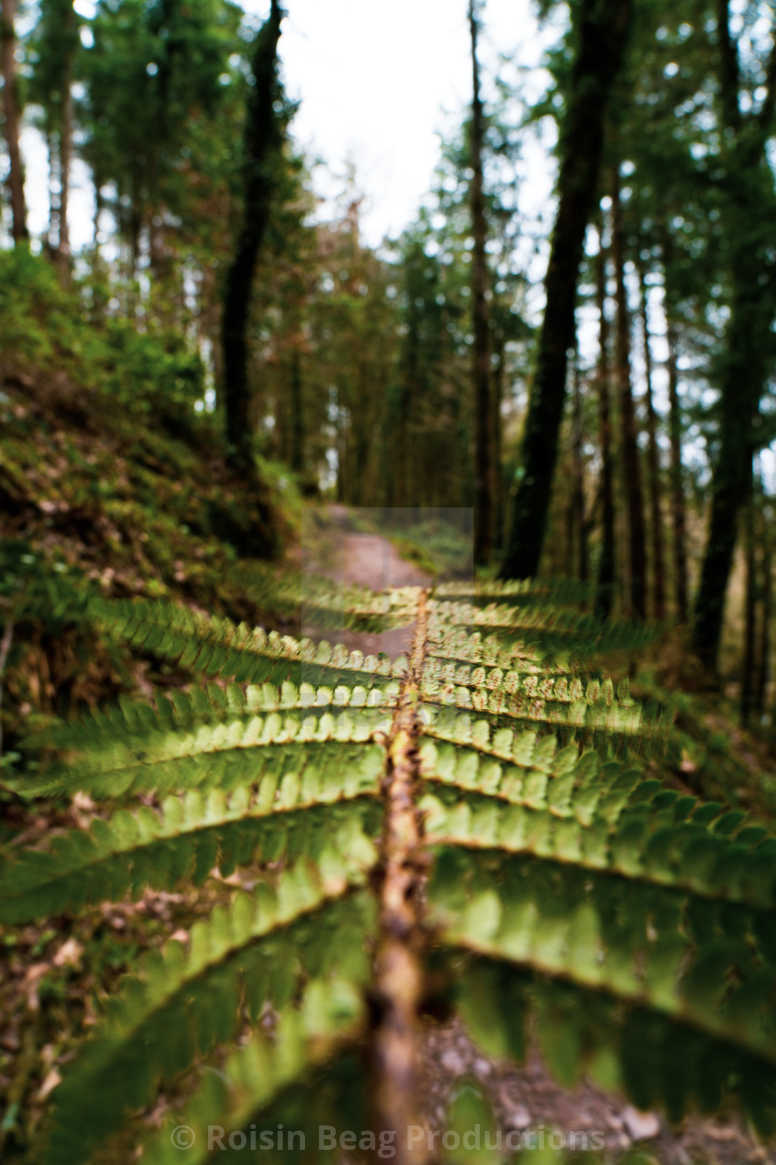 "Through the Bush" stock image