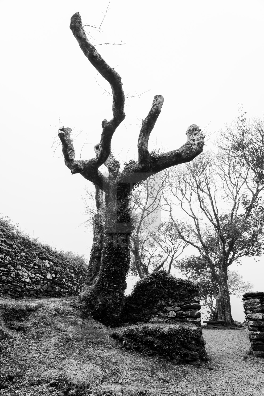 "Scarred Tree" stock image