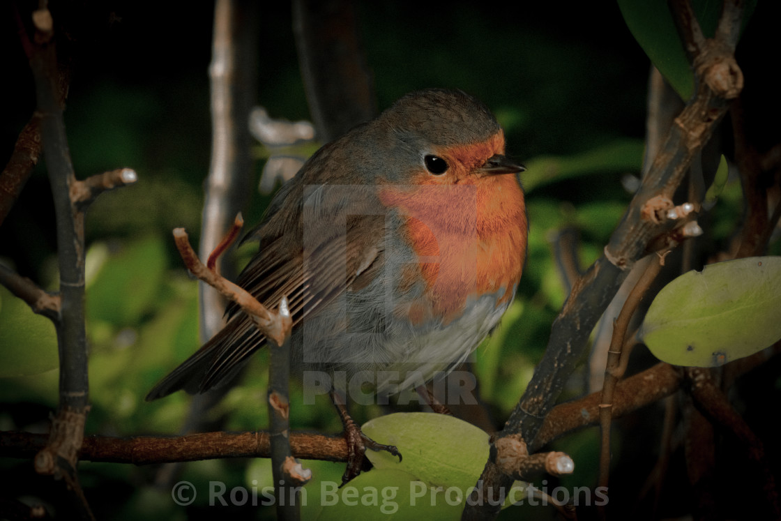 "Robin RedBreast" stock image