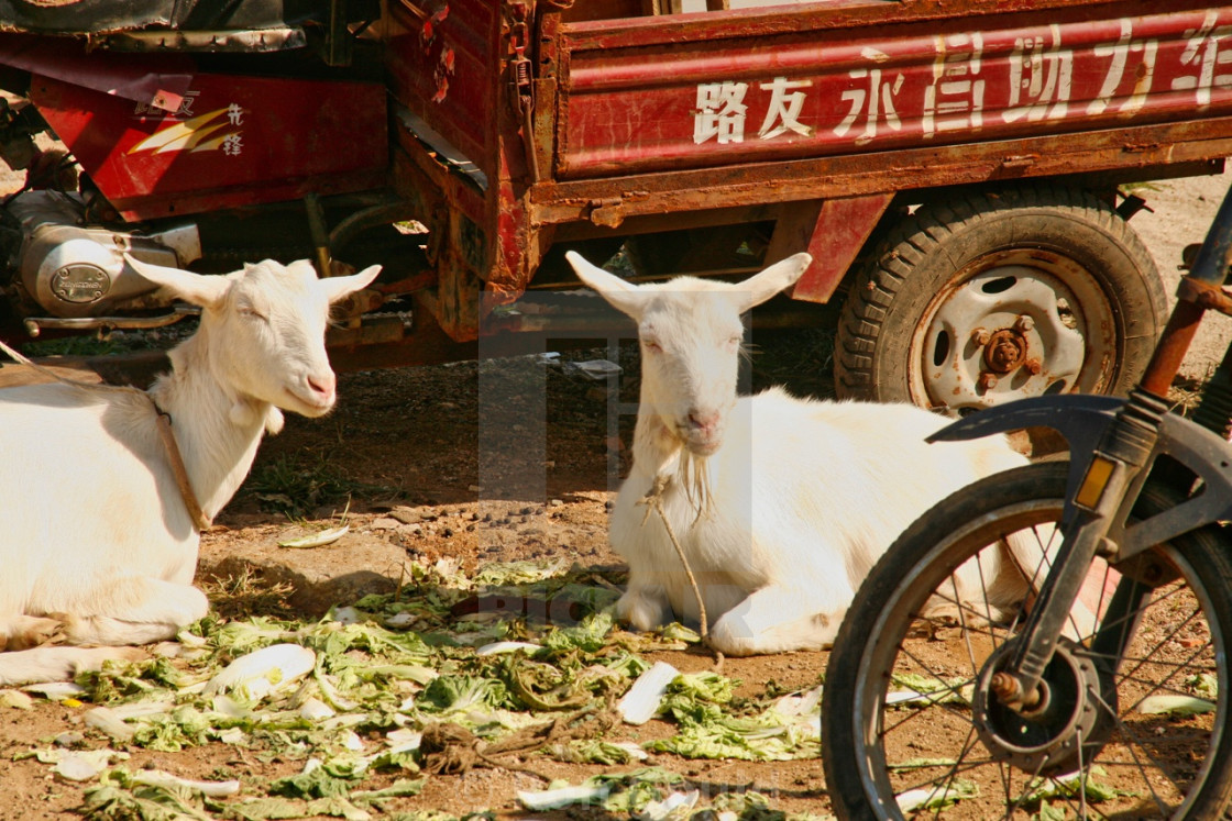 "two goats" stock image