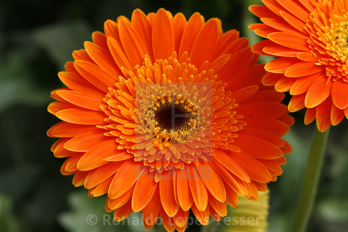 Orange Gerbera - License, download or print for £ | Photos | Picfair