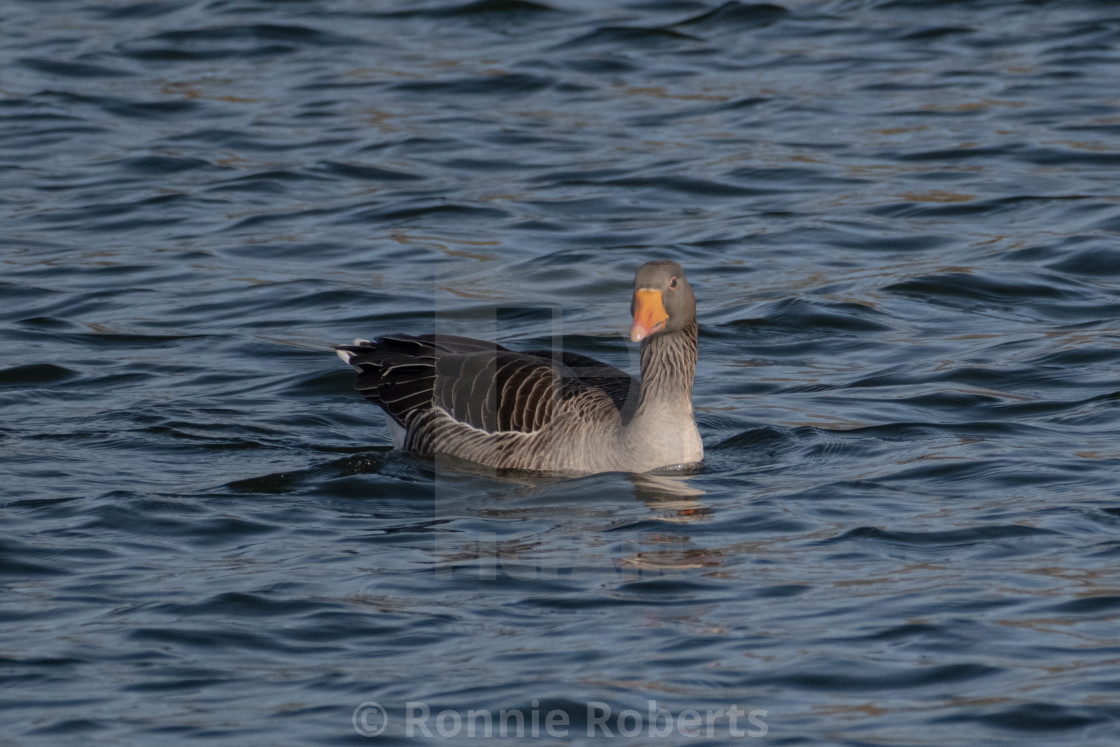 "Greylag goose takes a curious look in the direction of the camera" by Ronnie Roberts - $5.01 "Greylag goose takes a curious look in the direction of the camera" stock image