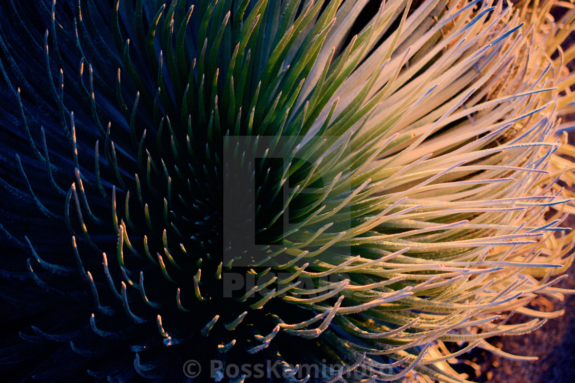 "Silversword Sunshine" by - $18.70 "Silversword Sunshine" stock image