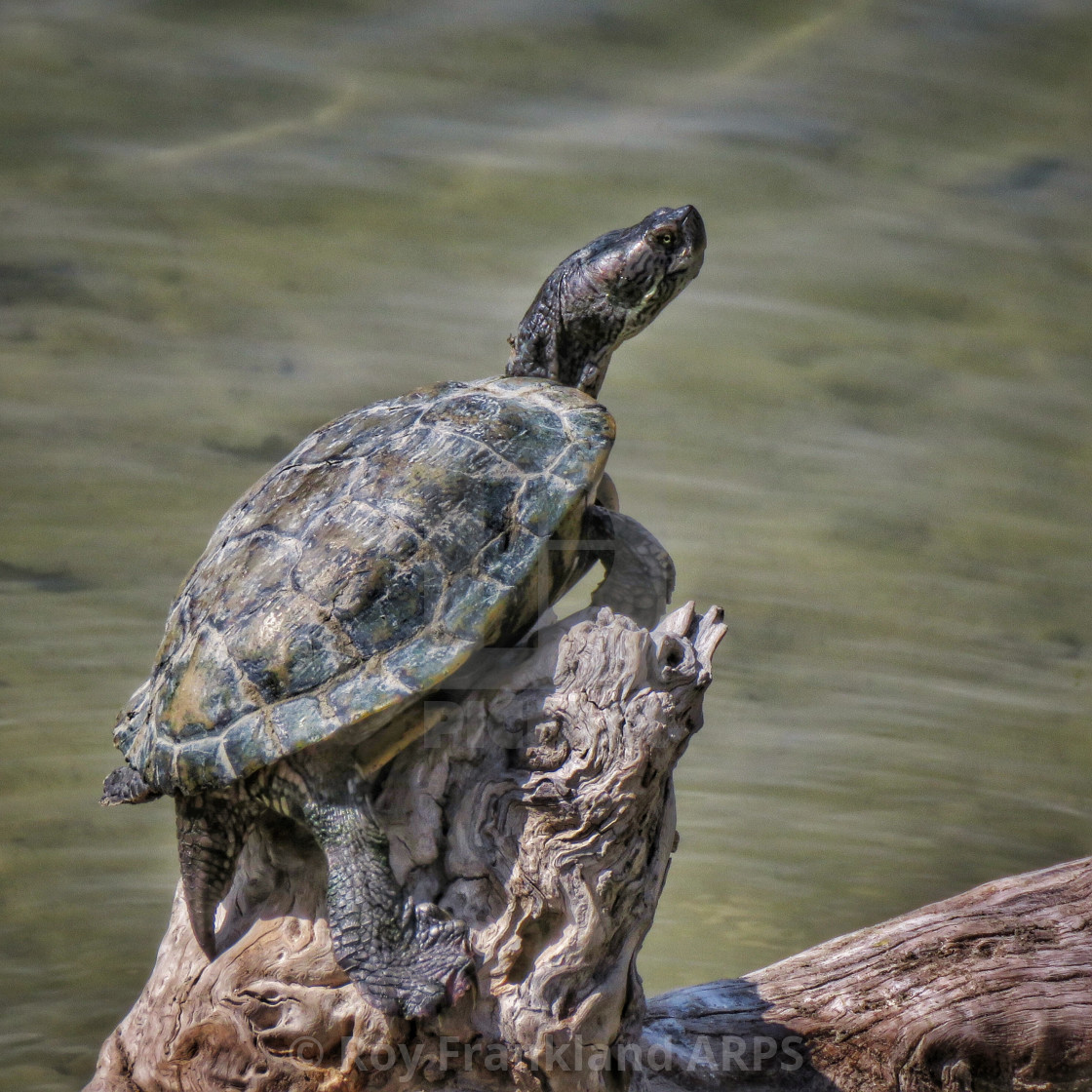 "Turtle sunning itself" stock image