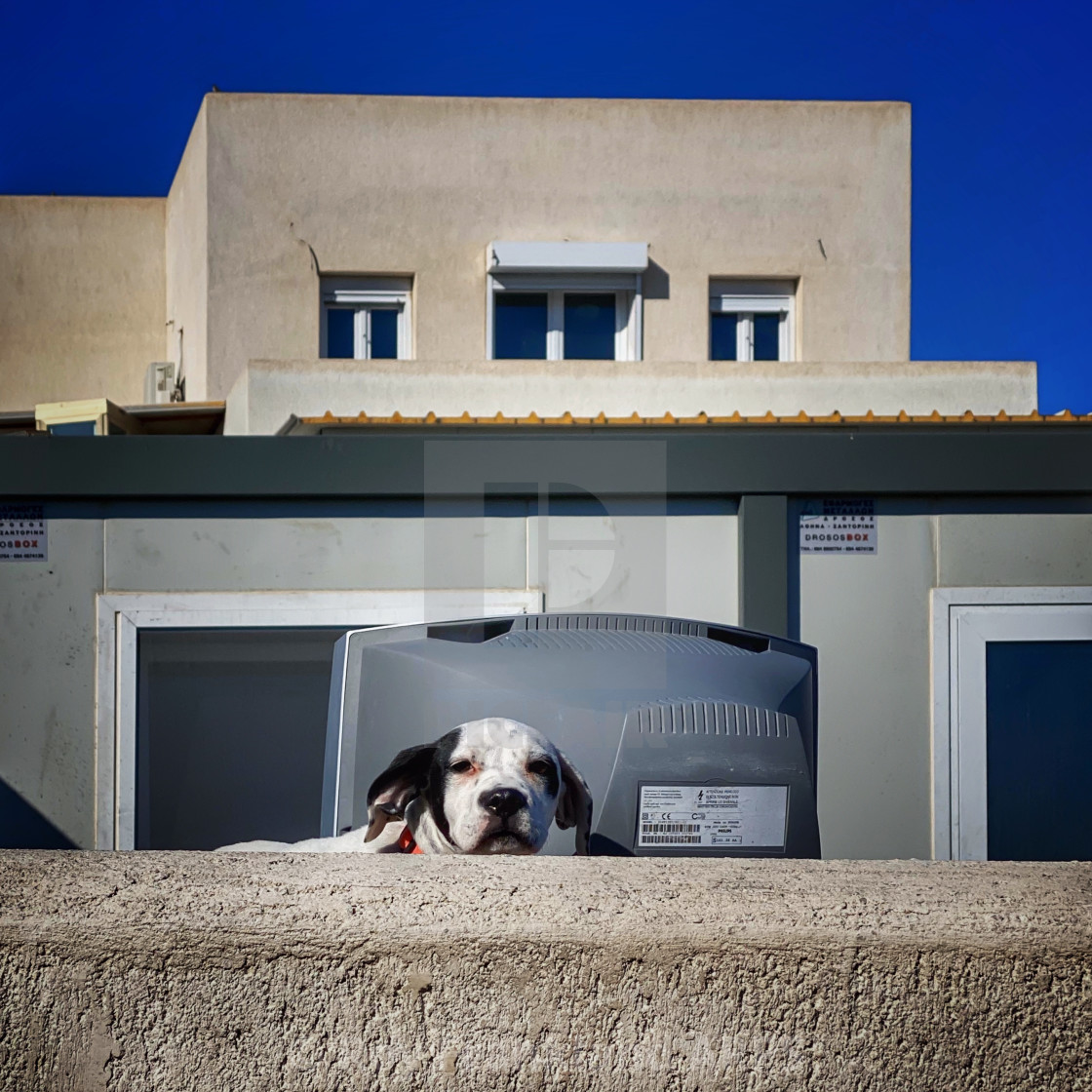 "Nosy Dog - colour" stock image