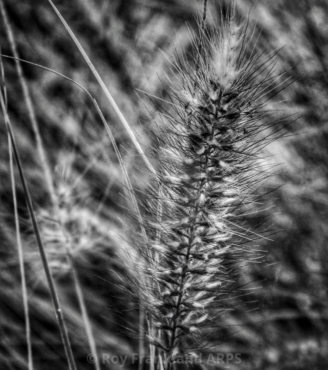 "Wild water plant" stock image