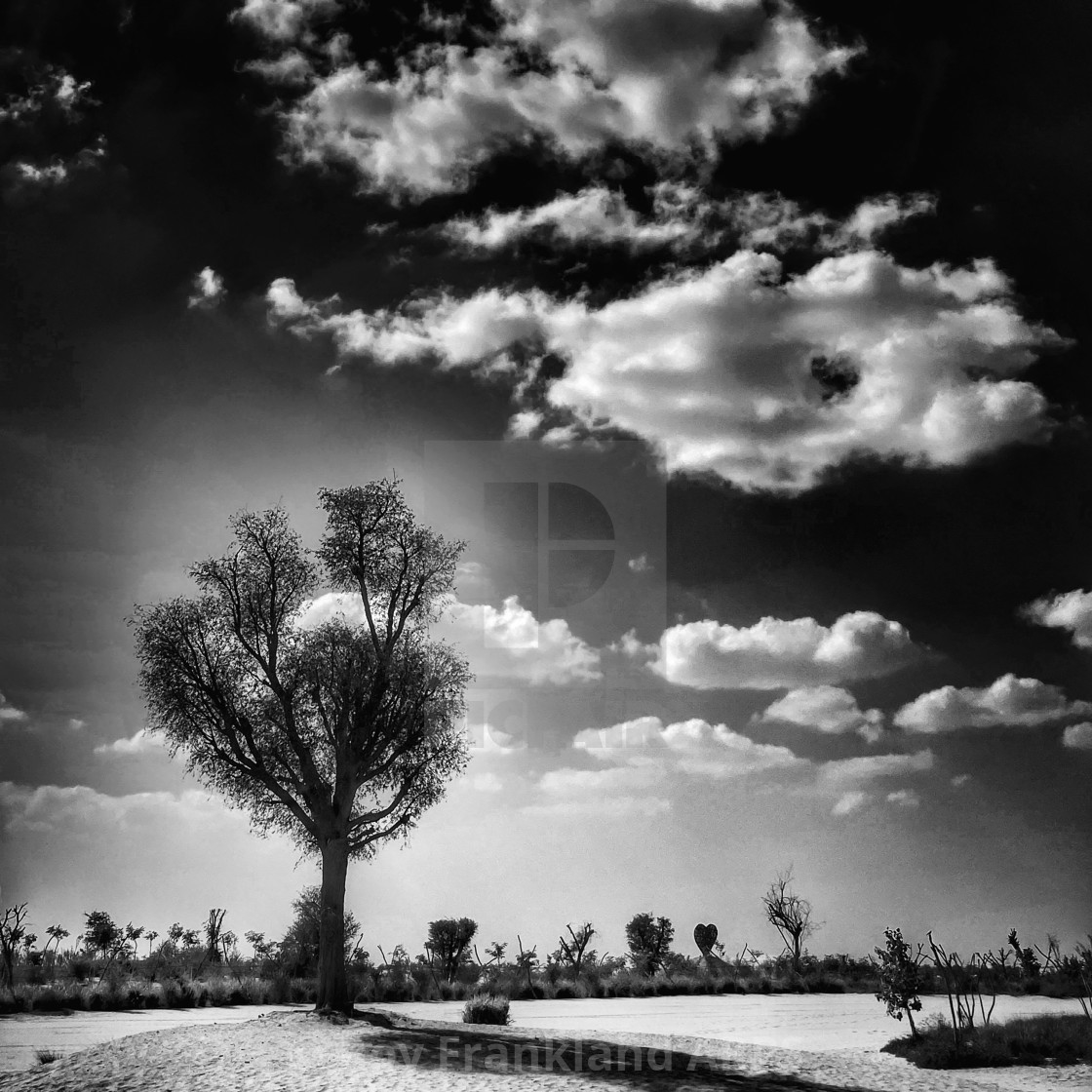 "Tree in the desert" stock image