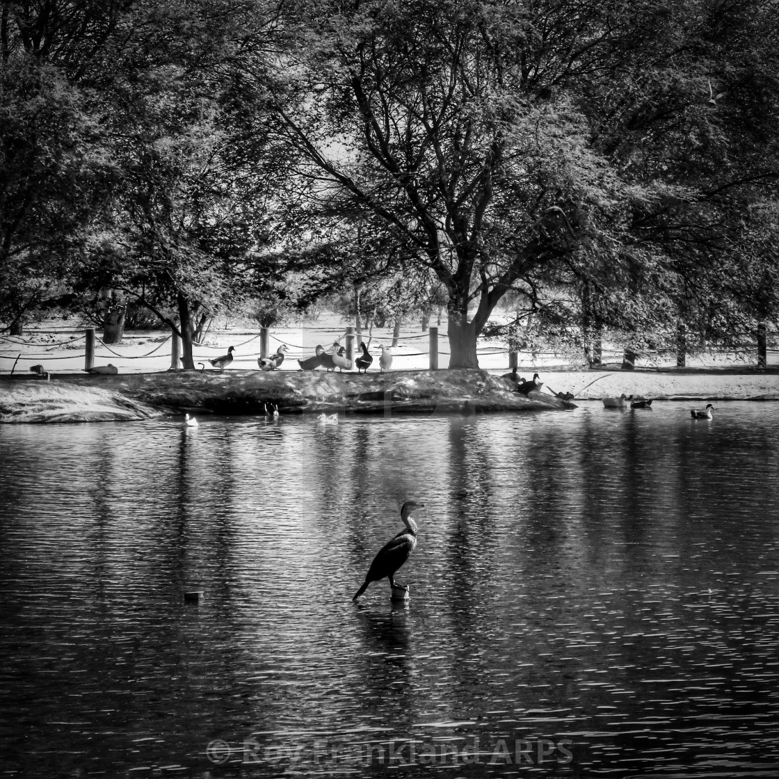 "Cormorant at Al Qudra lakes" stock image