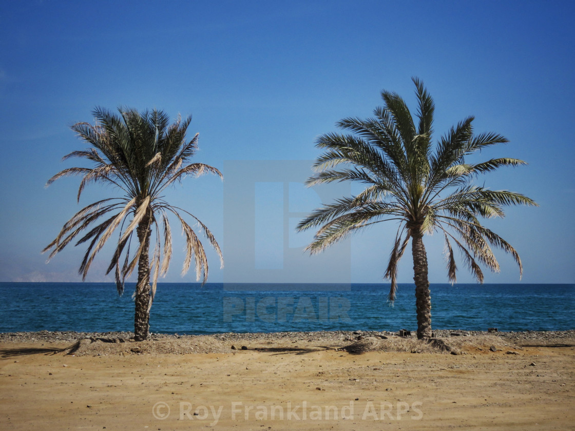 "Two palm trees on the edge" stock image