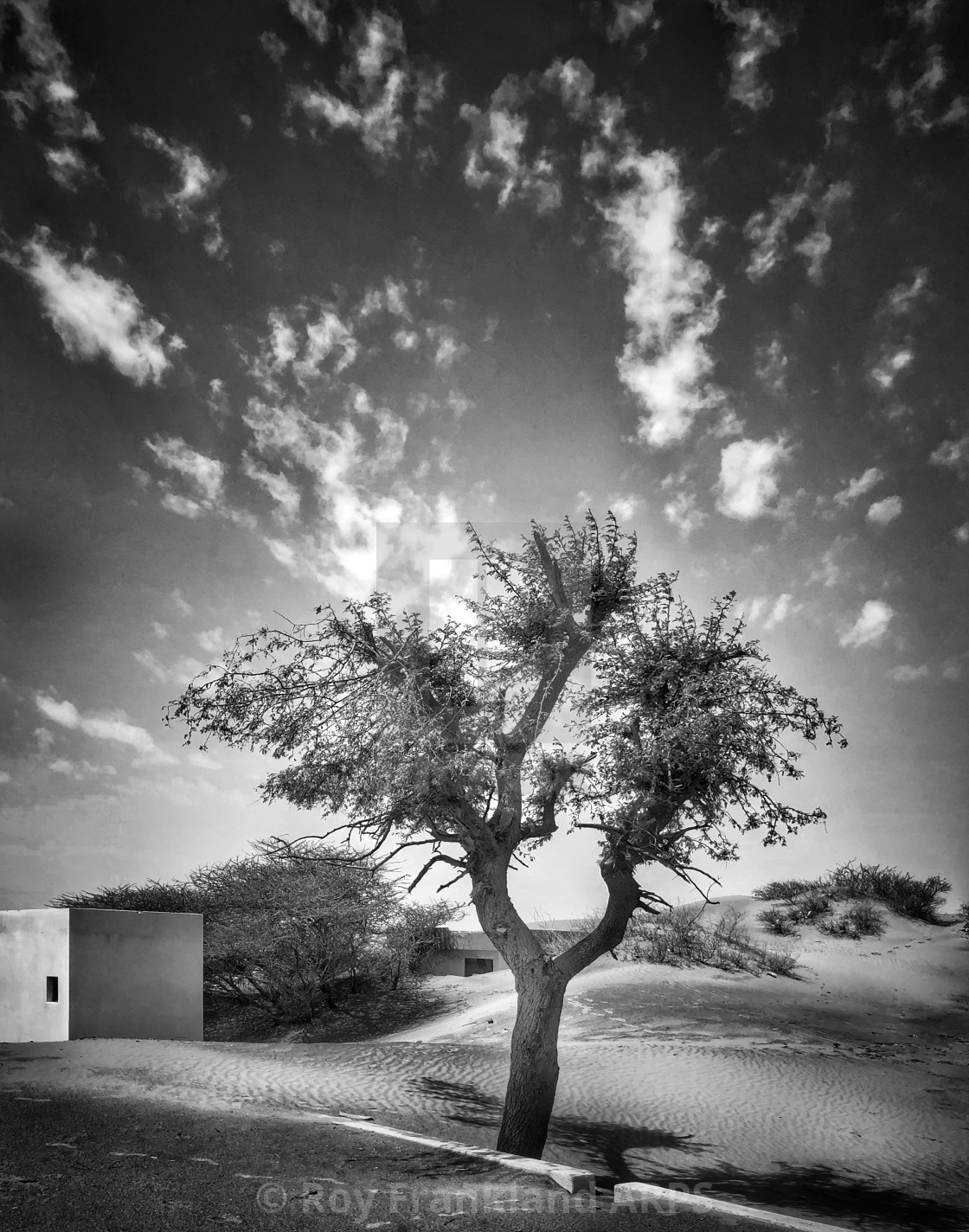 "Lone tree at Al Madam, mono" stock image