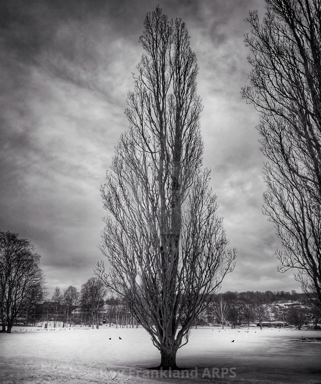 "Tall tree in the park, Norway" stock image