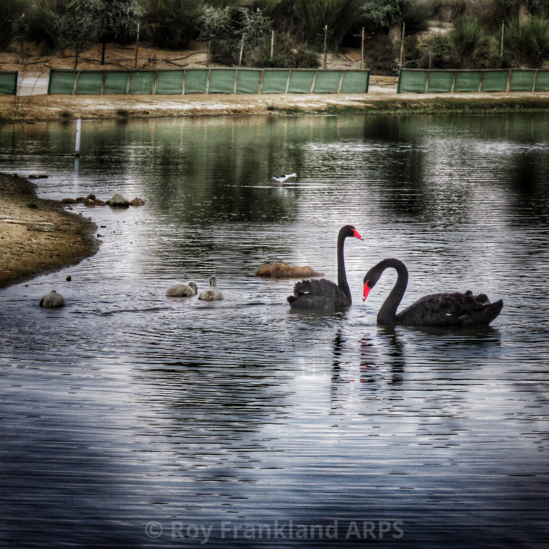 "Black Swans (Cygnus atratus)" stock image