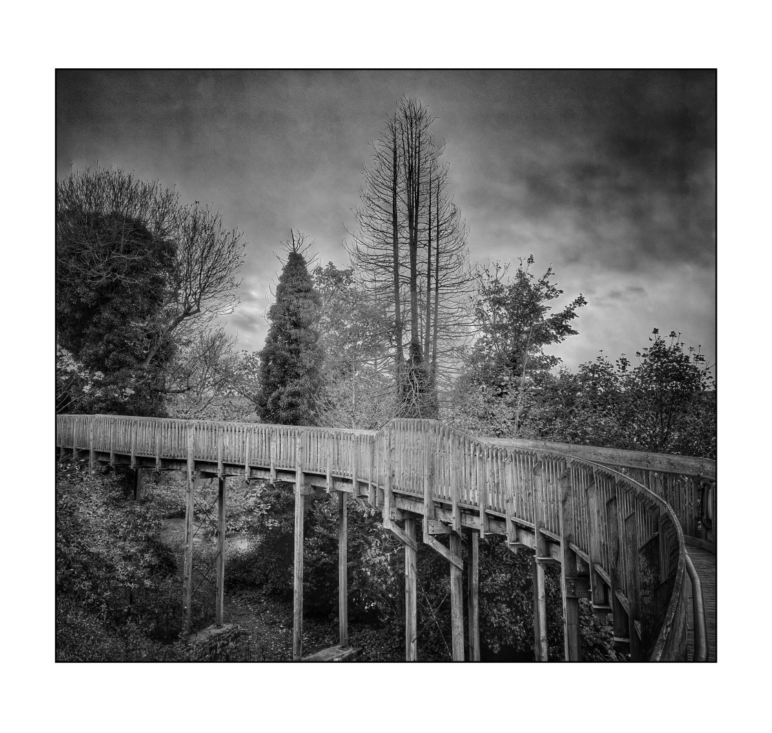 "Wooden walkway through the trees, mono" stock image