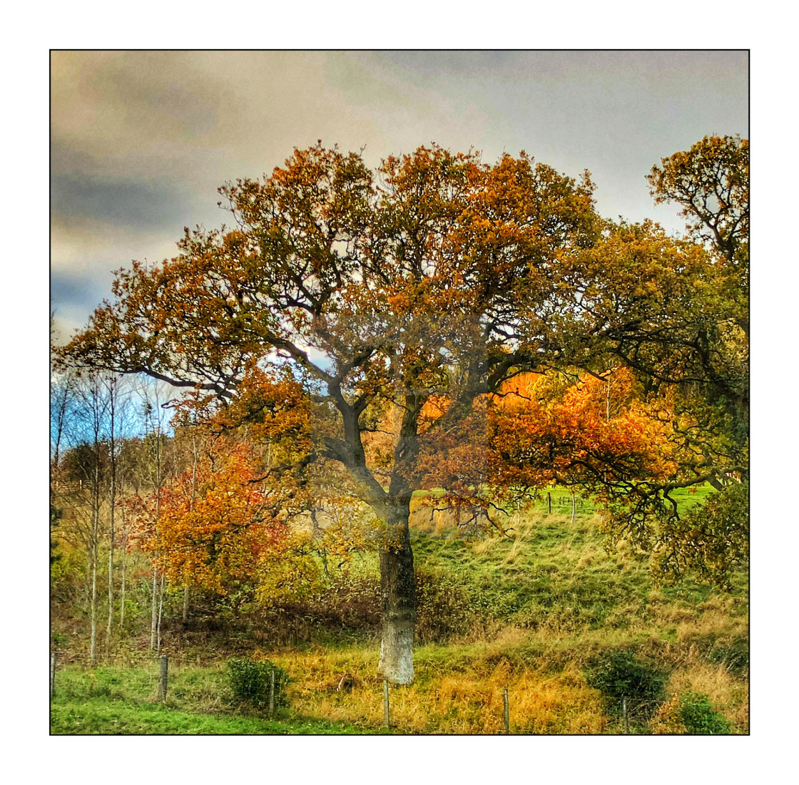 "Autumn tree" stock image