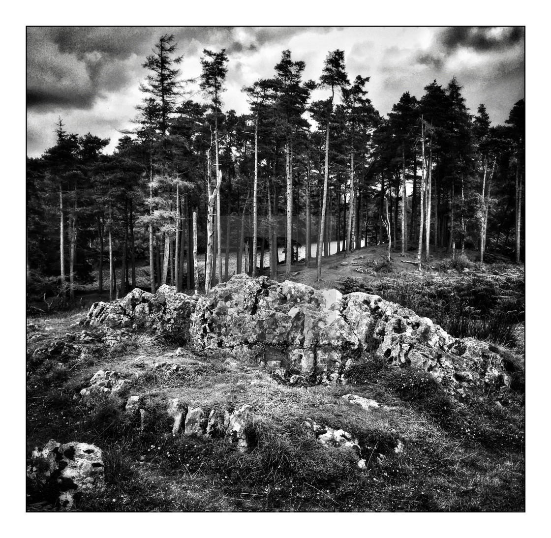 "Trees and stone walls" stock image