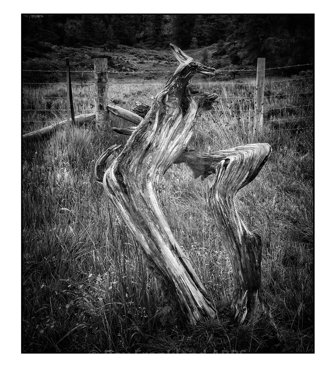 "Dead tree stump at Hawkshead hill" stock image