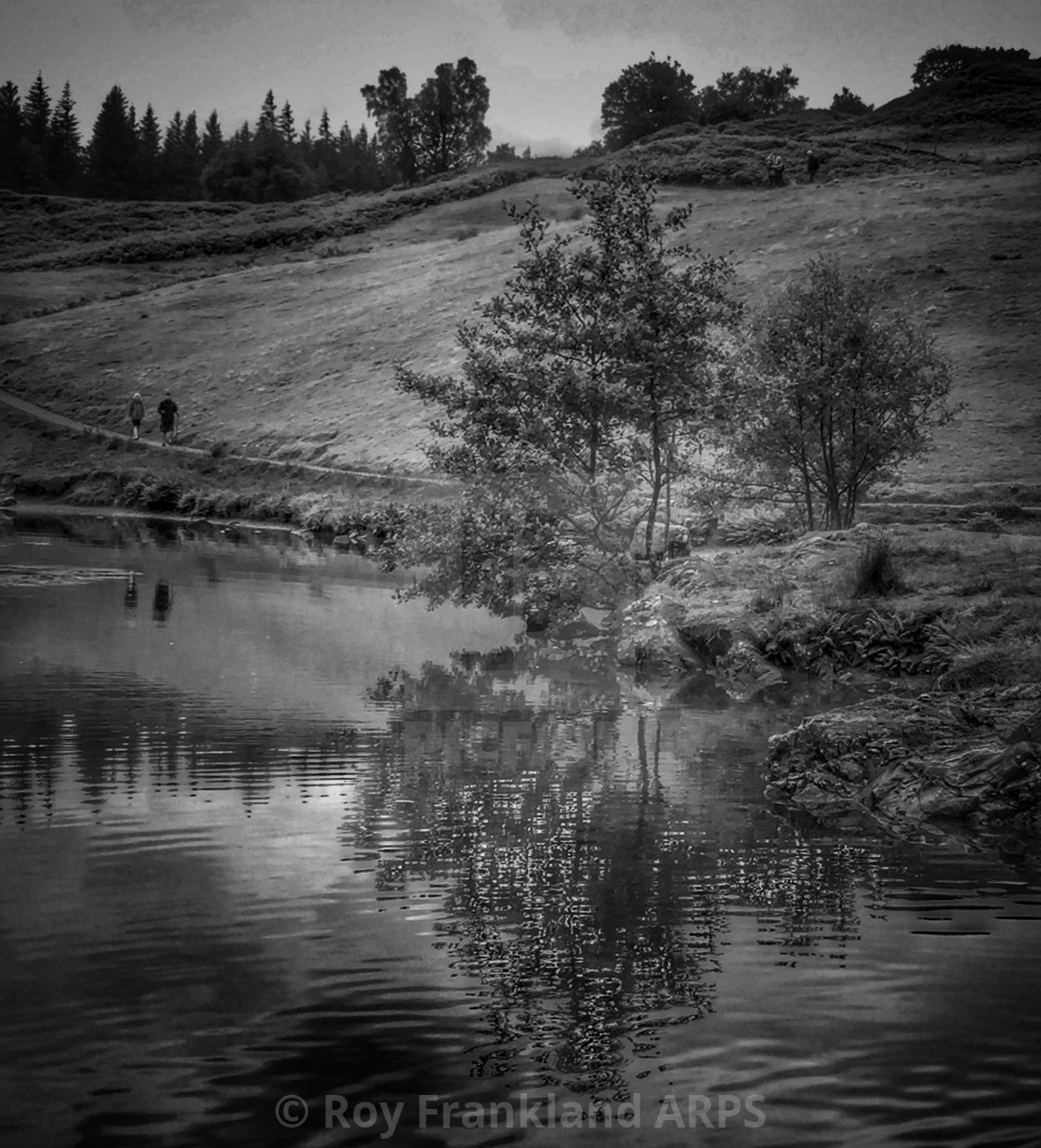 "Tree reflections at Tarn Hows" stock image