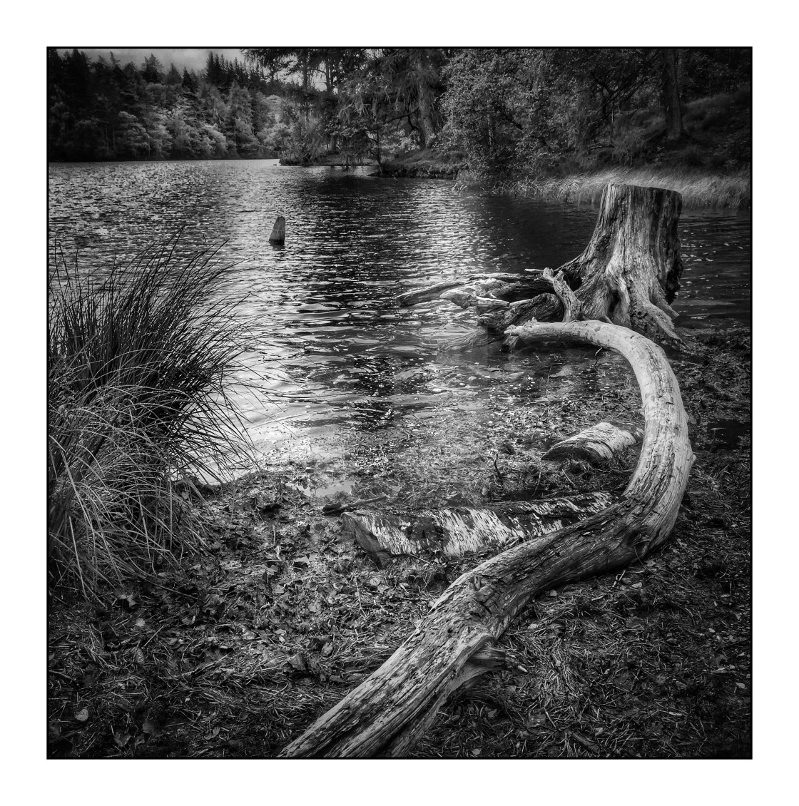 "Dead tree at Hawkshead hill" stock image