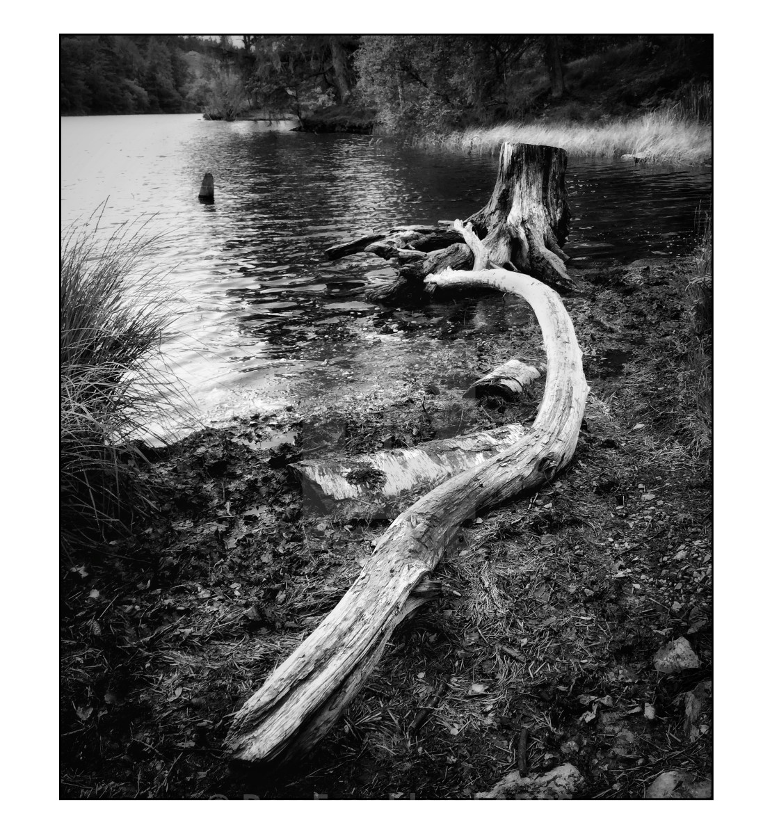 "Dead fallen tree at Hawkshead hill" stock image