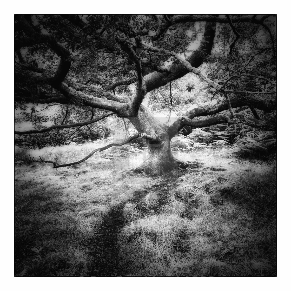 "Crooked tree at Hawkshead hill" stock image