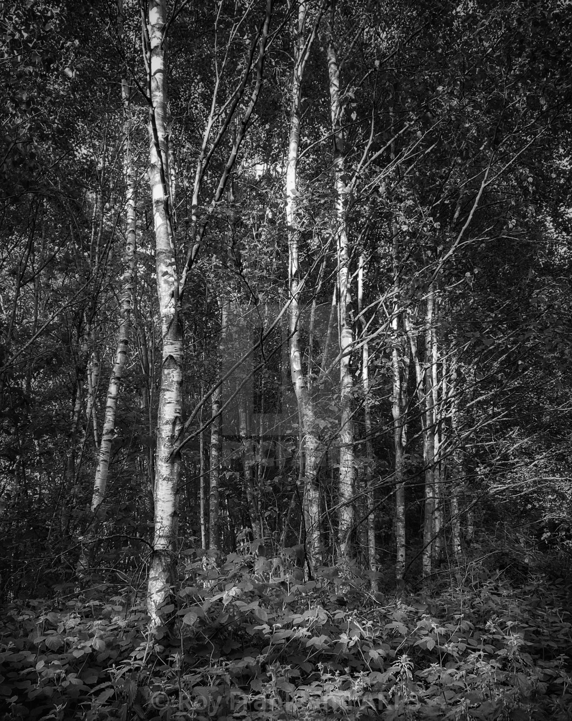 "Silver birch trees" stock image