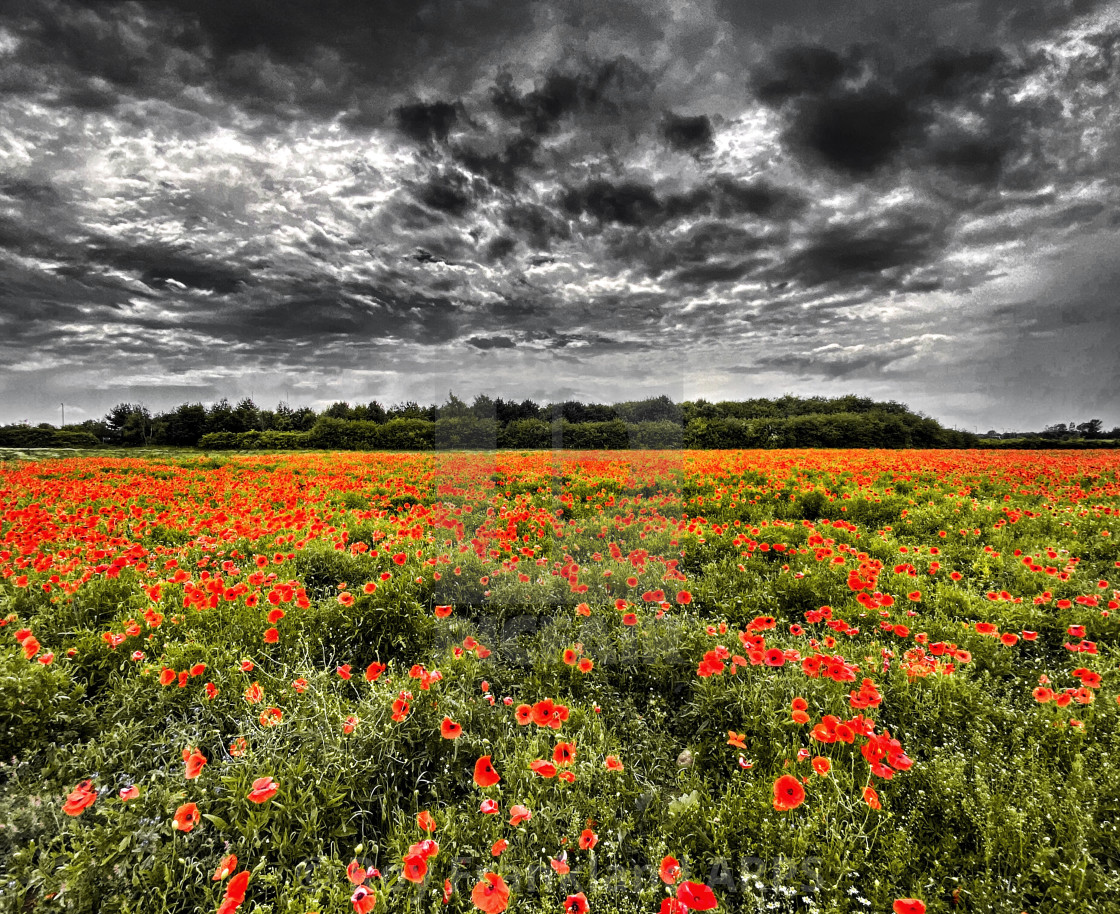 "Field of poppies" stock image