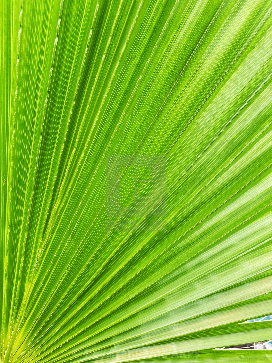 "Sugar palm leaf" stock image