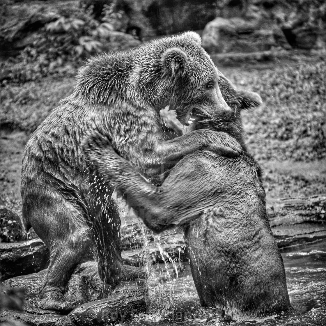 "Brown bears fighting, mono" stock image